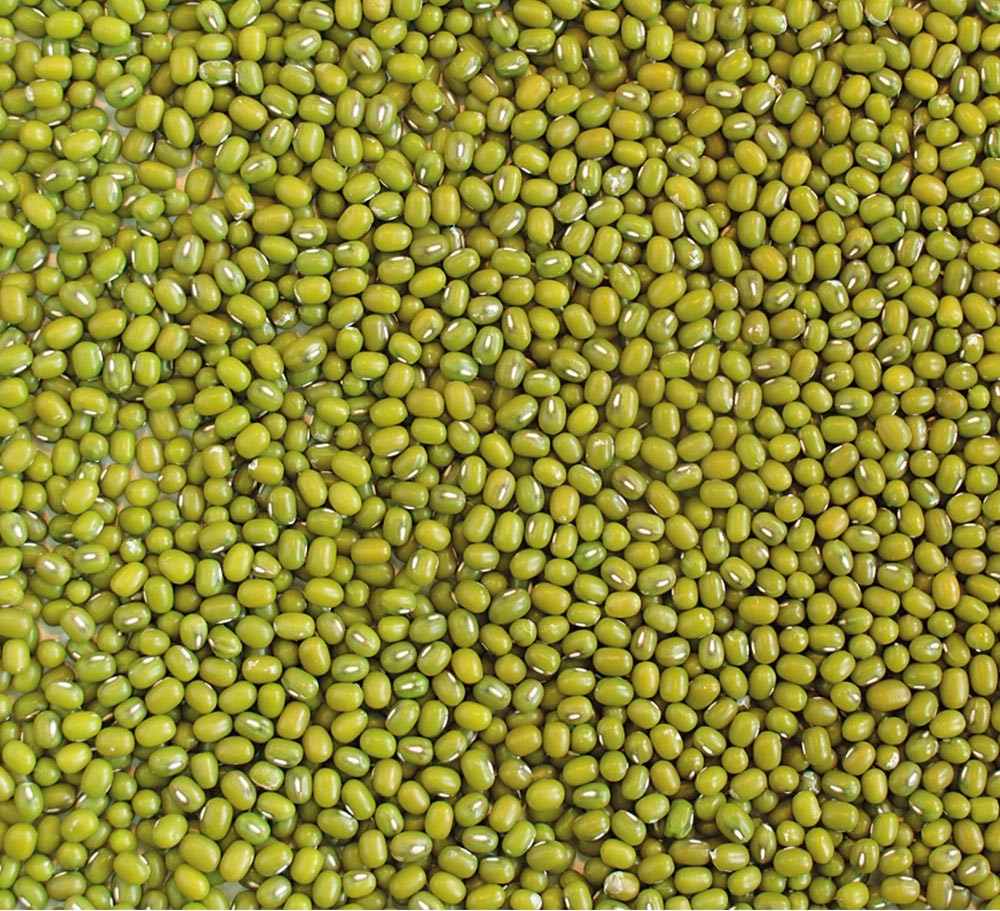 GREEN MUNG BEAN