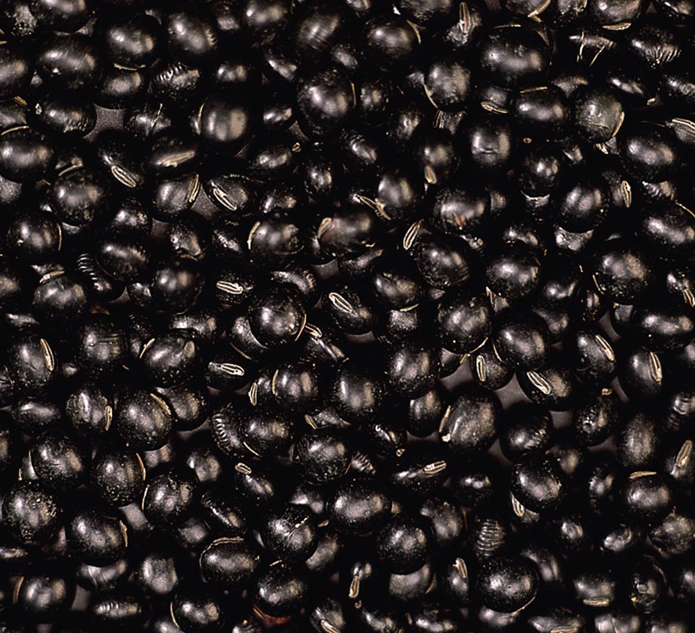 Black Bean Green Kernel