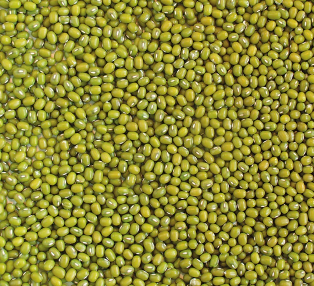 SMALL GREEN MUNG BEAN FOR SPROTING