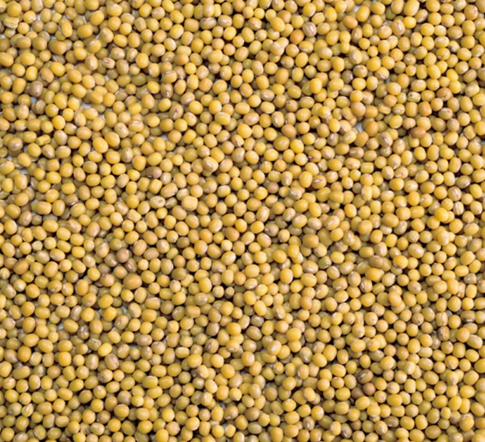 SMALL YELLOW MUNG BEAN FOR SPROUTING