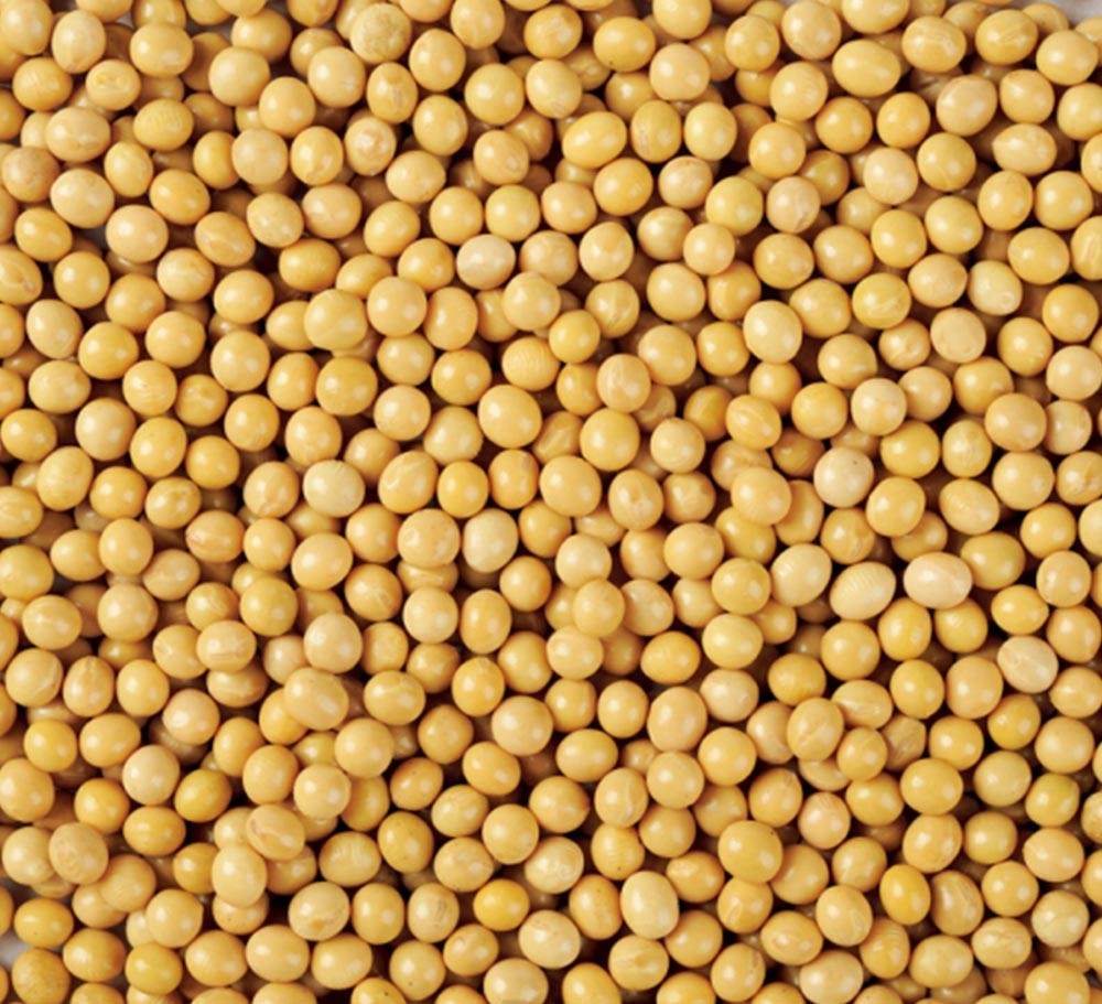 SOYBEANS FOR SPROUTING