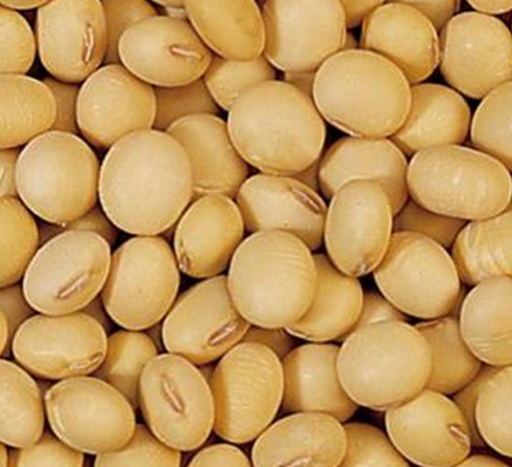 SOYBEANS HIGH PROTEIN