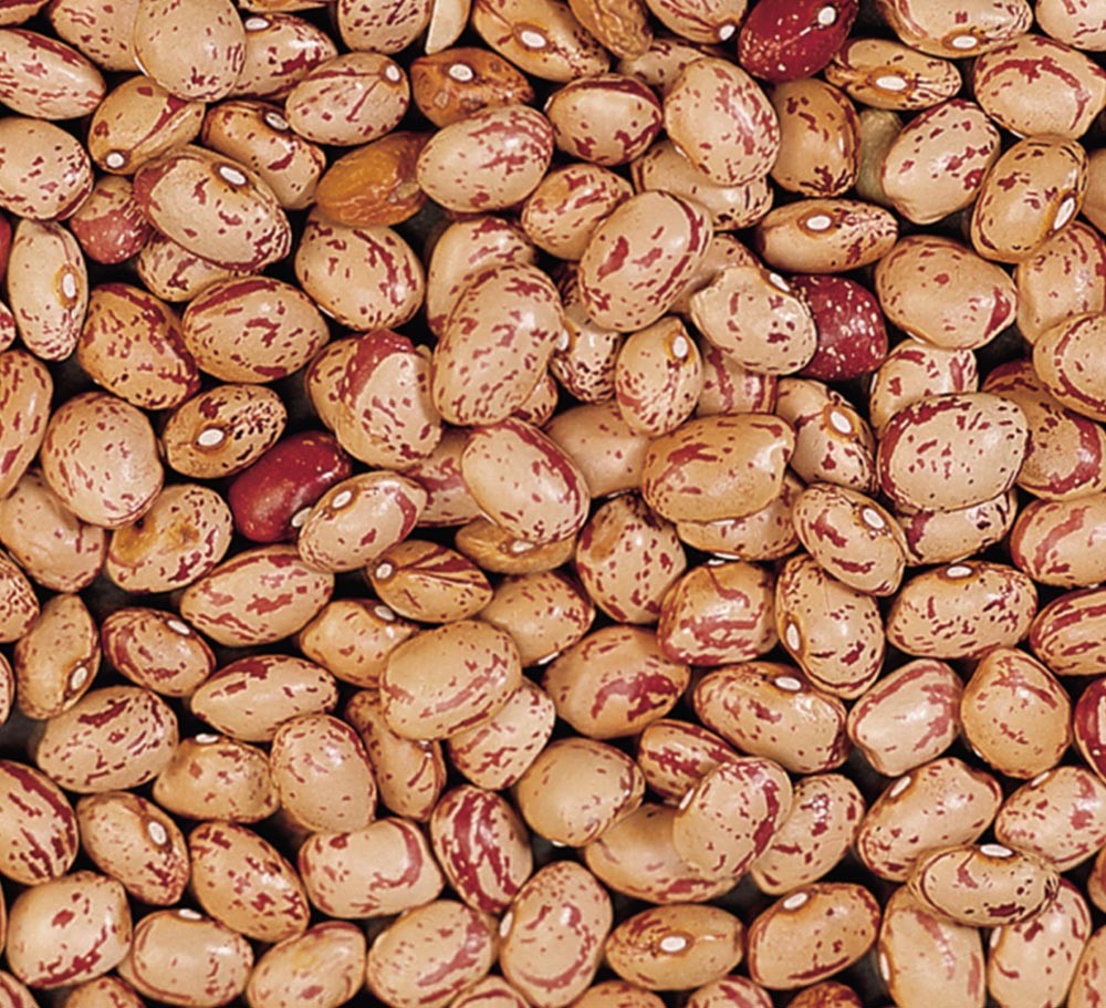 LIGHT SPECKLED BEAN,XINJIANG ORIGIN