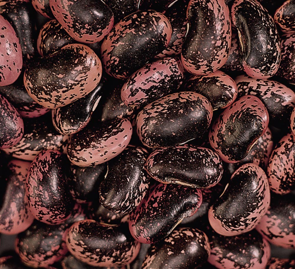 LARGE BLACK COLOURED KIDNEY BEAN