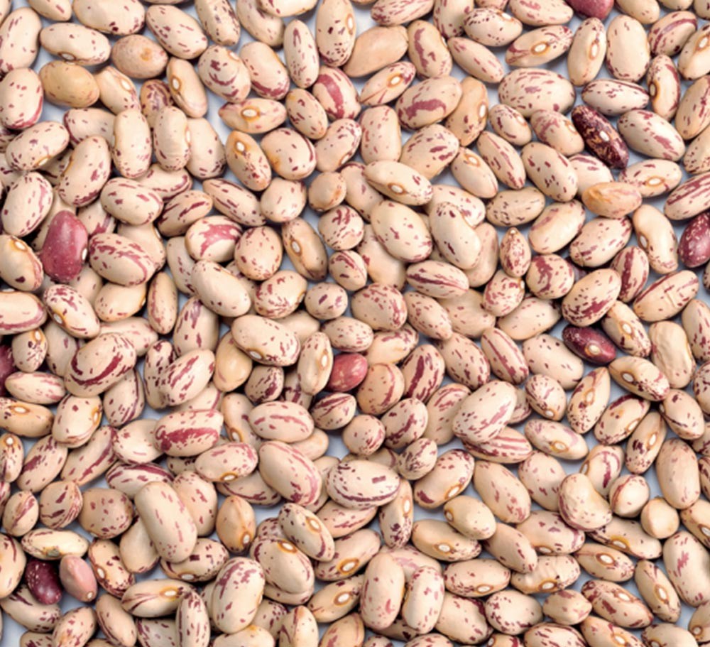 LIGHT SPECKLED BEAN AMERICAN ROUND SHAPE