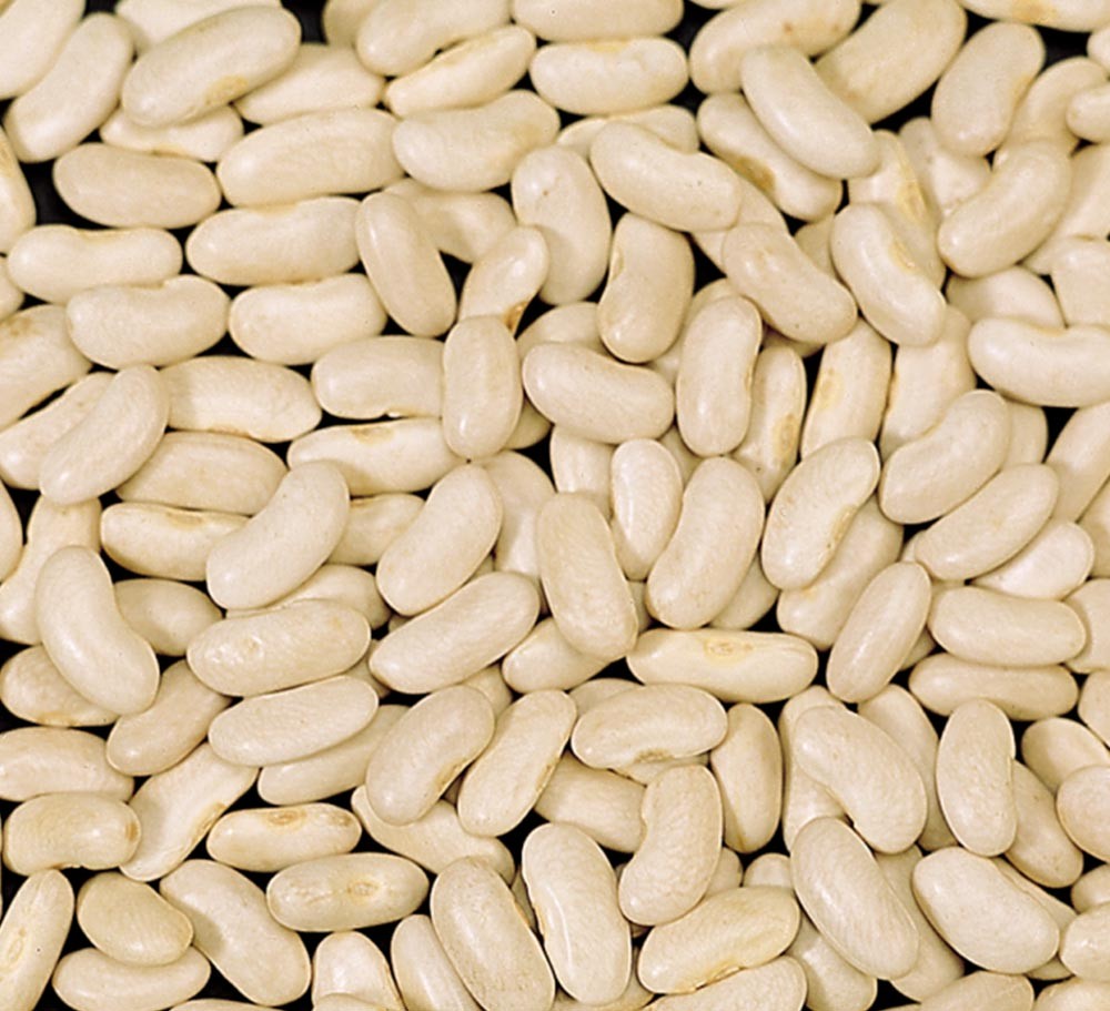 MEDIUM WHITE KIDNEY BEAN