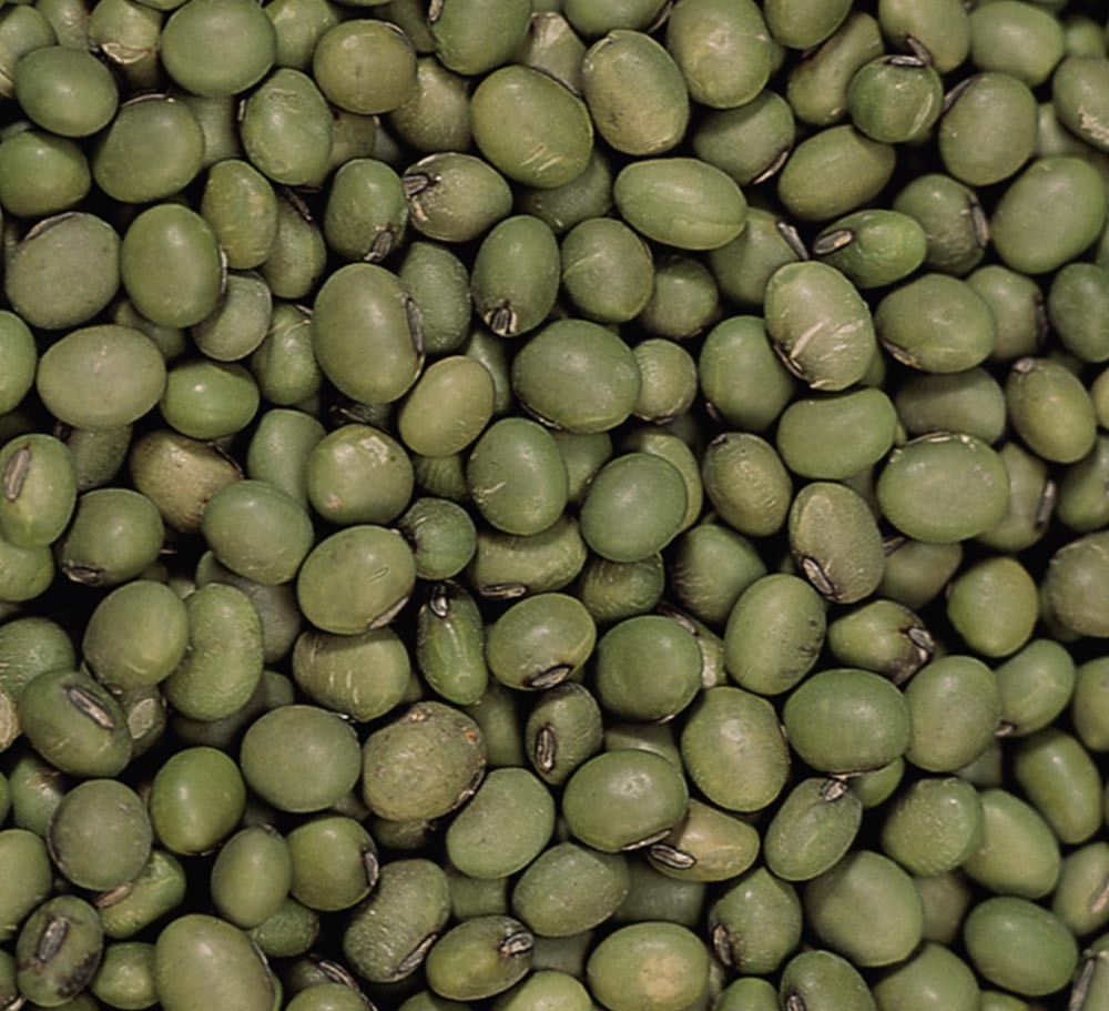 GREEN SOYBEAN,JIANGSU ORIGIN