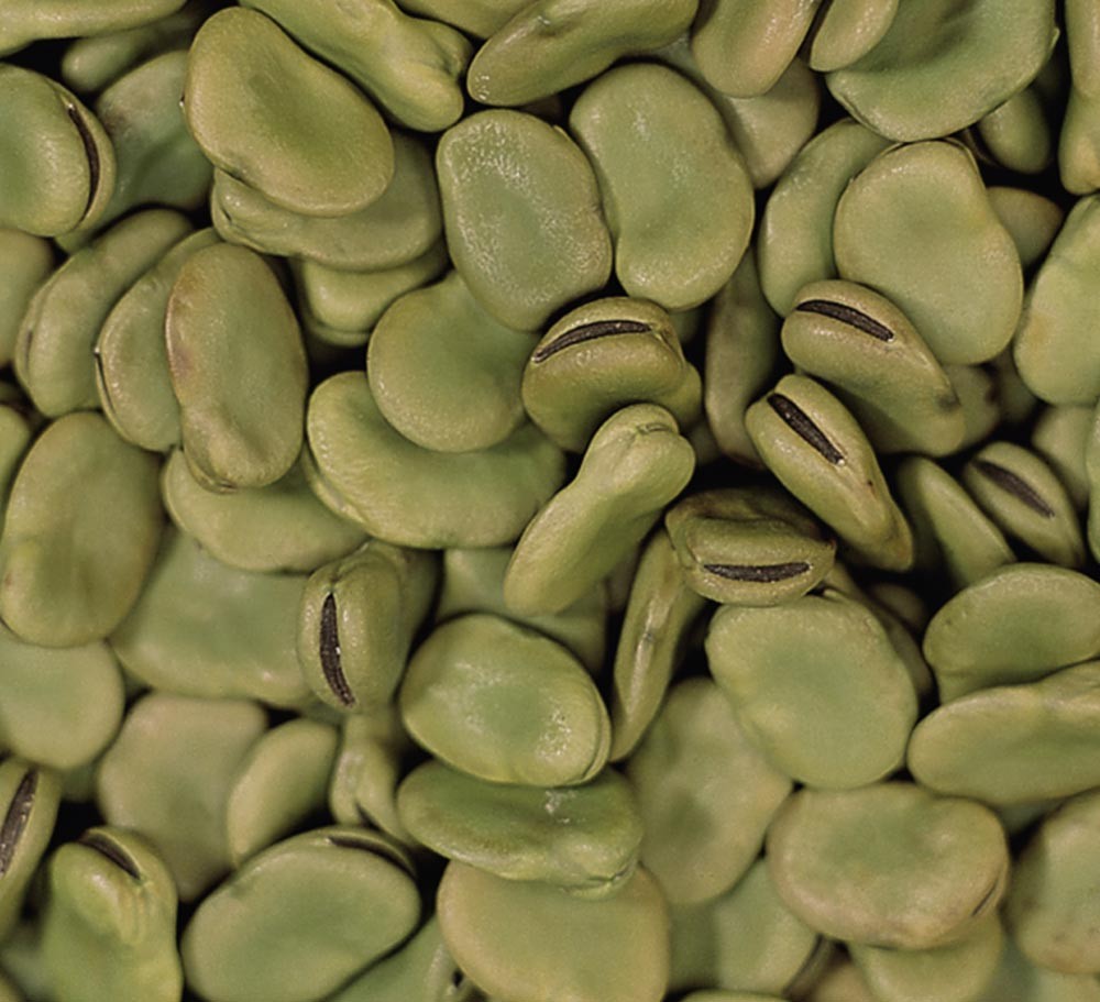GREEN BROAD BEAN