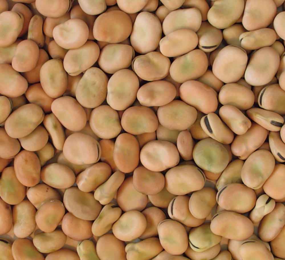 BROAD BEAN