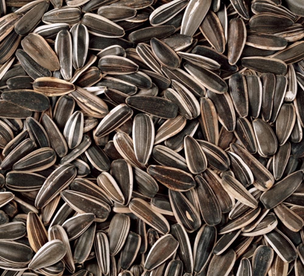SUNFLOWER SEEDS