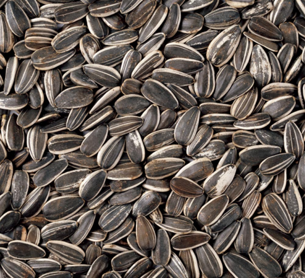 SUNFLOWER SEEDS (AMERICAN TYPE)