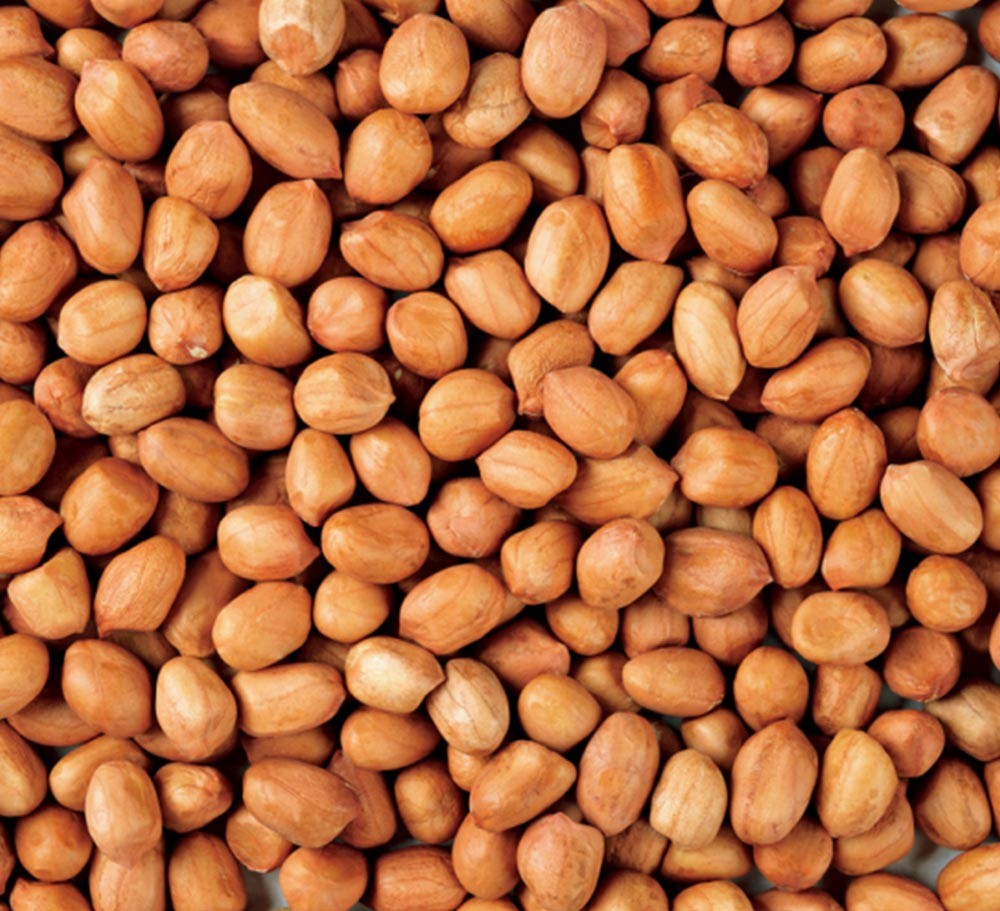 PEANUT KERNELS (PROUND SHAPE)