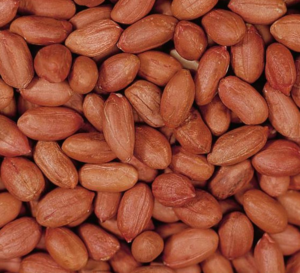 PEANUT KERNELS (LONG SHAPE)