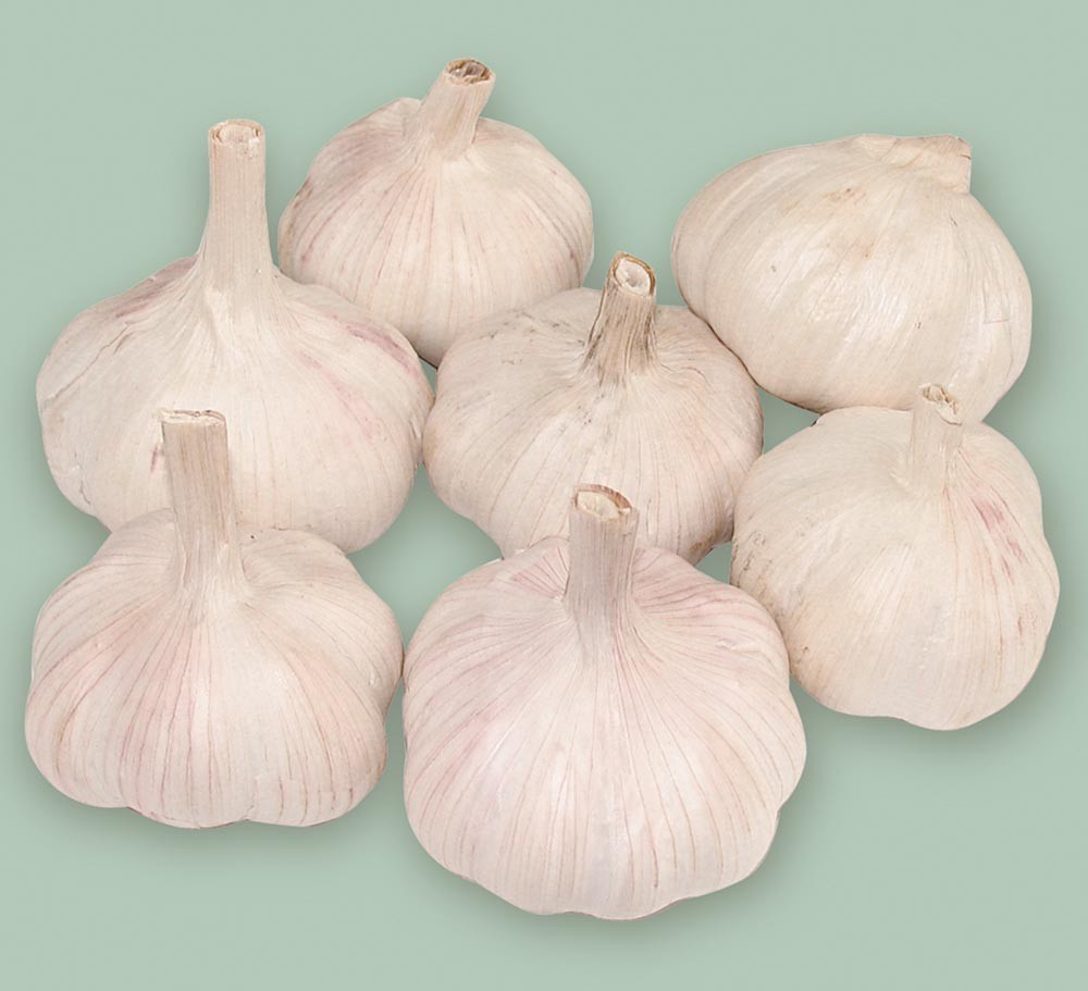 GARLIC
