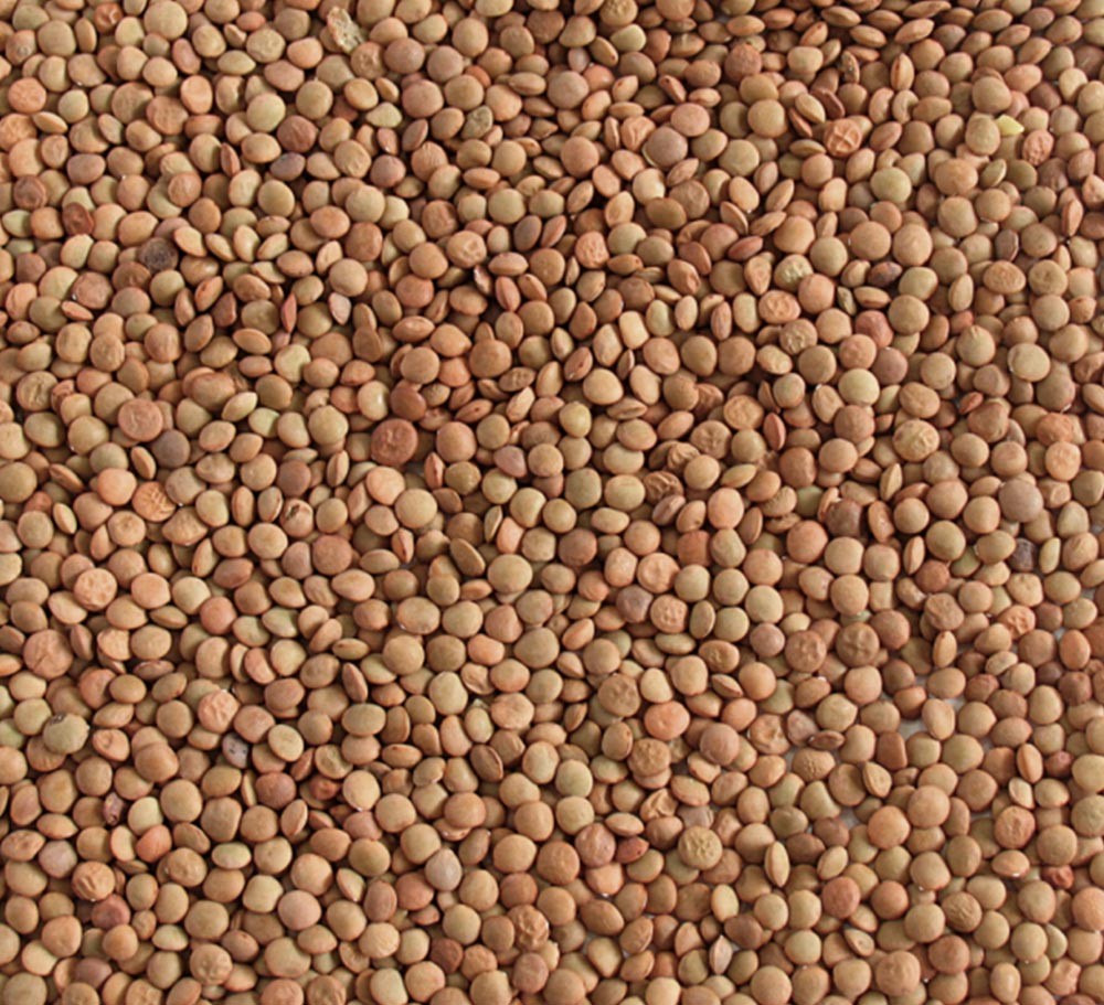 LENTIL