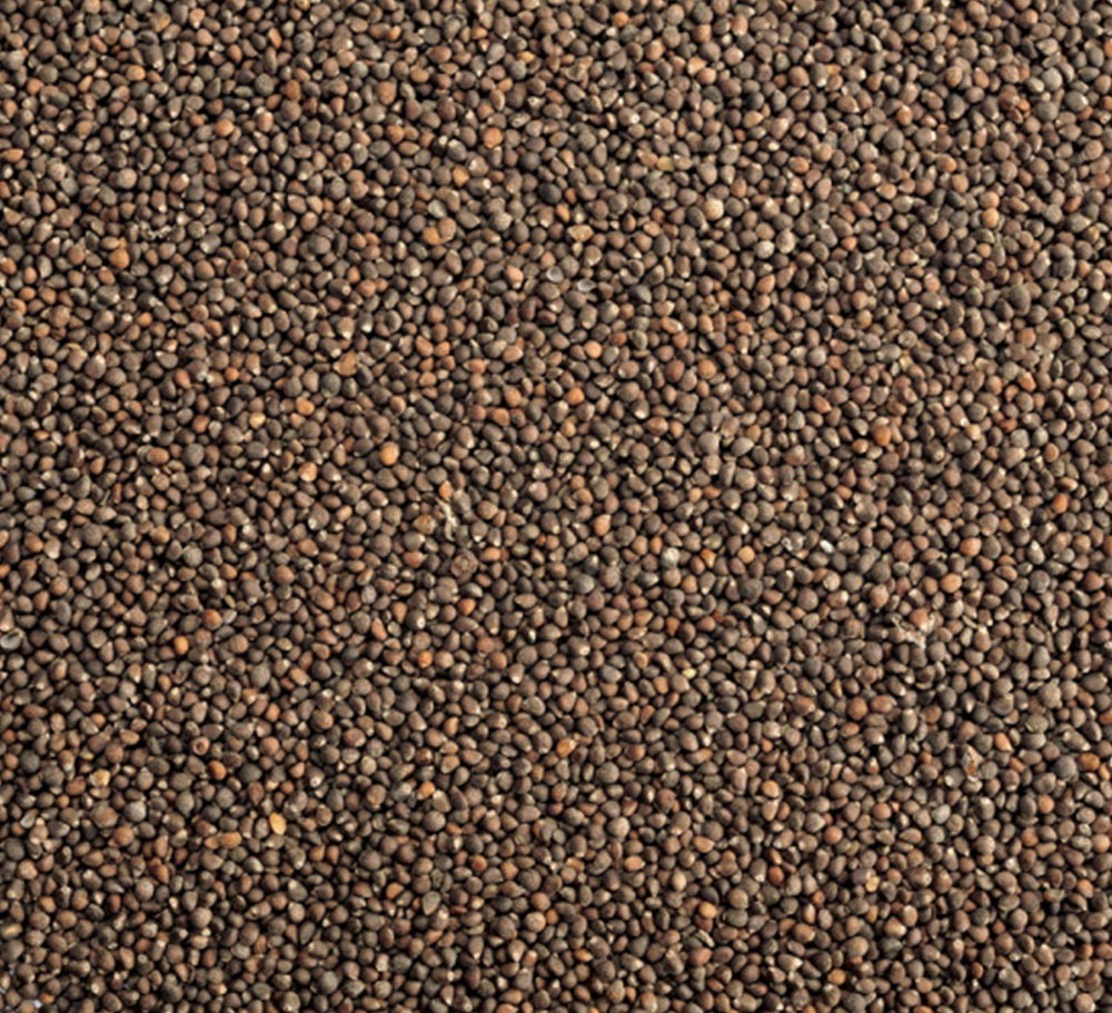 PERRILLA SEEDS