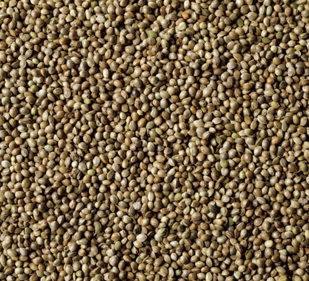 PERRILLA SEEDS