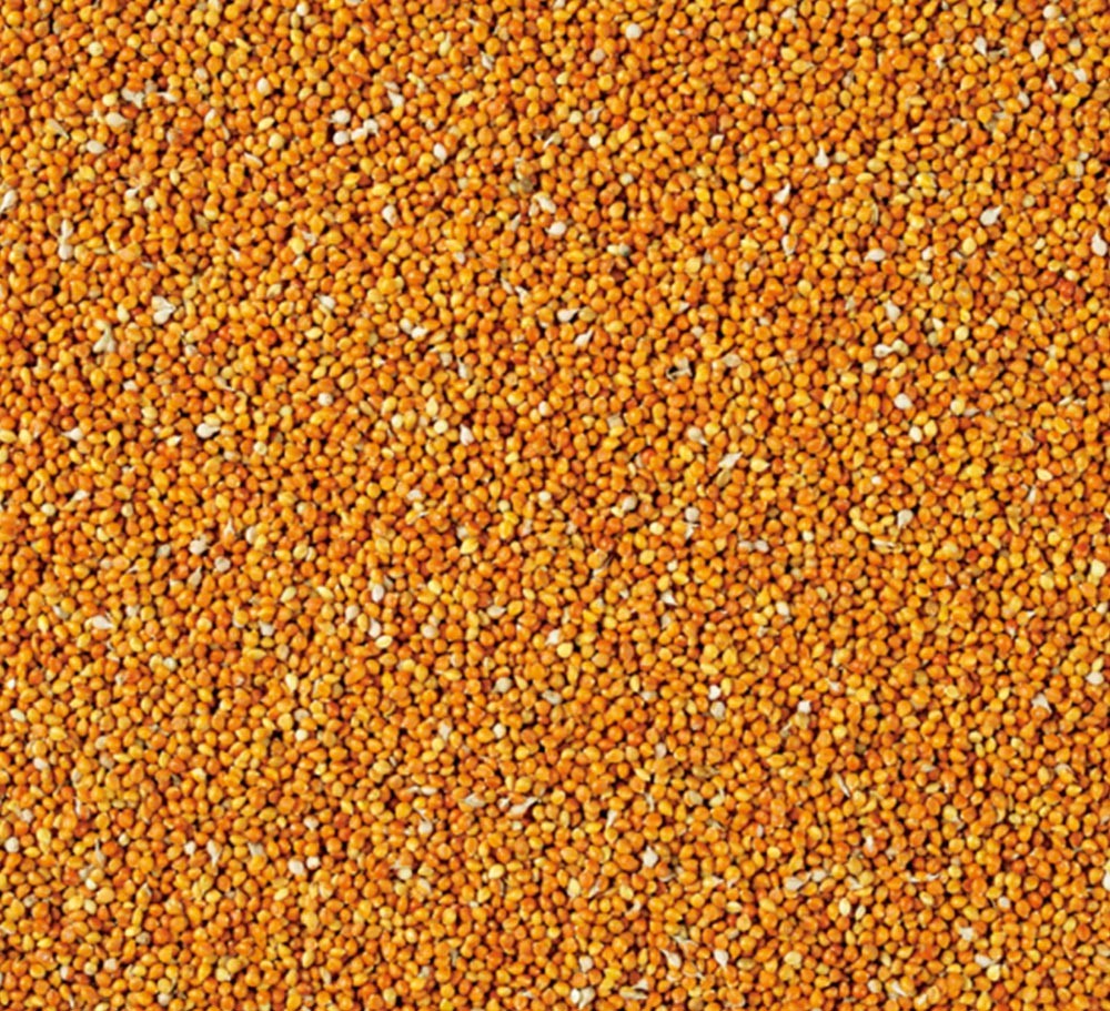 RED MILLET IN HUSK