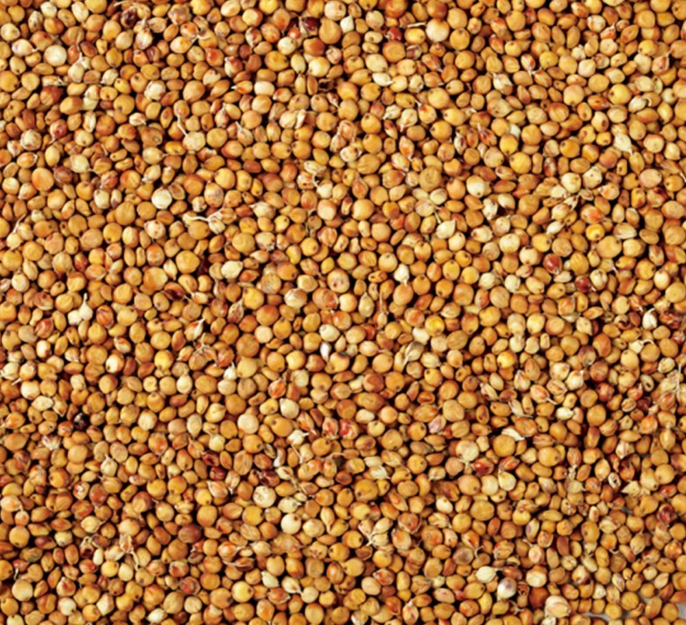RED SORGHUM
